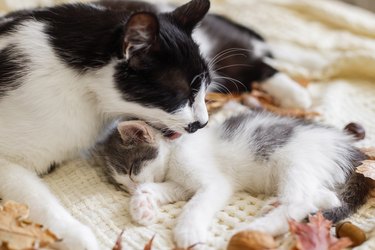 Cute cat grooming little kitten on soft bed in autumn leaves. Mother cat cleaning her baby kitty in fall decorations on comfy blanket in room. Motherhood. Autumn cozy mood