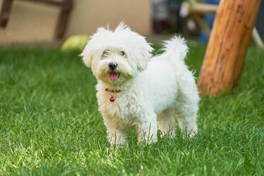 Havanese Maltese puppy on green grass
