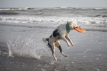 white collie dog playing with frisbee on the beach