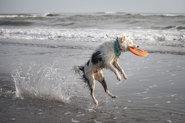 can all dogs play frisbee