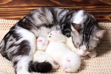 Very little white kittens with their black and white momma