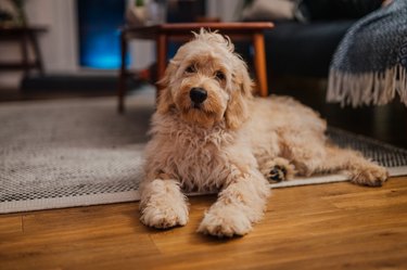 Miniature Goldendoodle puppy chilling at living room