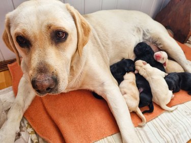 A female yellow Labrador dog is laying on a blanket while nursing seven puppies.