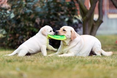 Labrador retriever puppy sharing a frisbee with their mother.