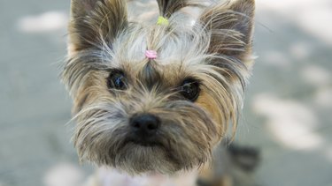 Close up funny puppy Yorkshire Terrier in the on a sidewalk in a park looking in a camera.