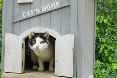A wooden structure with the words "cat's home" painted across the front of it. The structure has two small doors which are open and a cat is crouched inside with its head poking out.