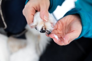 Dog Paw Pad Injury: What to Do for Flaps, Burns, Cuts, & More - Dr