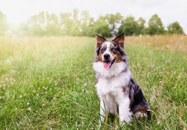 Happy Australian shepherd dog in grass