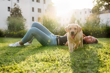 Labrador puppy jumping direction camera