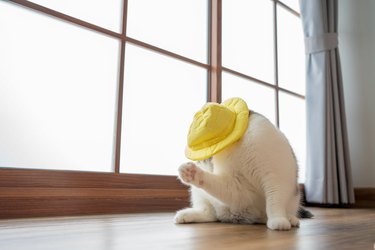 travel japan concept with scottish cat wear yellow hat