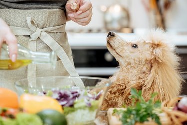 Pouring olive oil on freshly made salad while a dog looks on