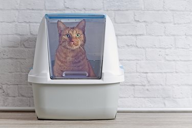 Cute ginger cat sitting in closed litter box and looking curious up to the camera.