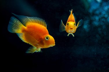 Blood parrot cichlid in aquarium.