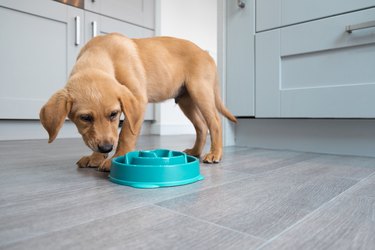 slow feeder dog bowl puppy