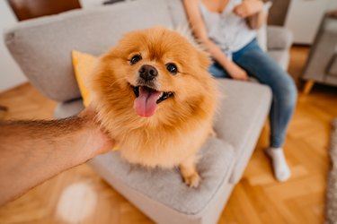 Young Man And Woman Cuddling And Playing With Their Dog