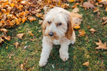 cavapoo dog outside on grass surrounded by leaves