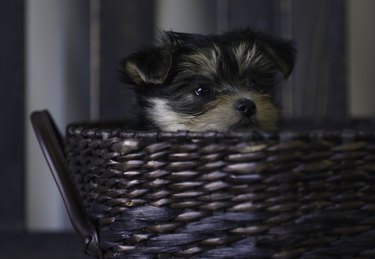 Bichon Yorkie puppy in basket