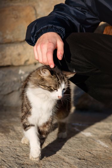 A human hand caresses a cat