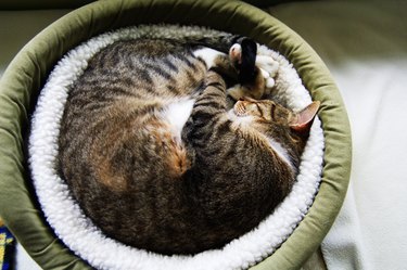 A cat sleeping in a cozy bed.