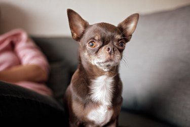 Close-up of funny short-haired brown dog Chihuahua, different expressive emotions. Space for text