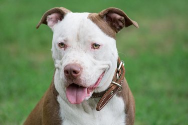 Portrait of cute american pit bull terrier puppy close up. Pet animals.