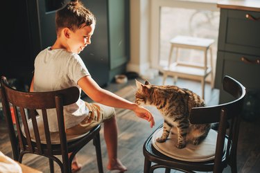 Child playing with baby cat. Kid holding black kitten. Little boy snuggling cute pet animal sitting on white couch in sunny living room at home. Kids play with pets. Children and domestic animals.