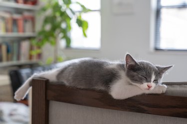 Kitten sleeping on back of chair