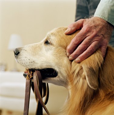 Golden retriever holding lead in mouth, senior man patting dog's head