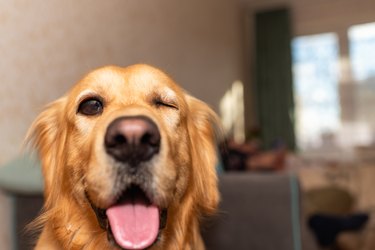 A Golden Retriever dog is looking into the camera with its mouth open, winking one eye