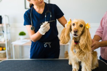 Cute dog at the examination table at the animal clinic