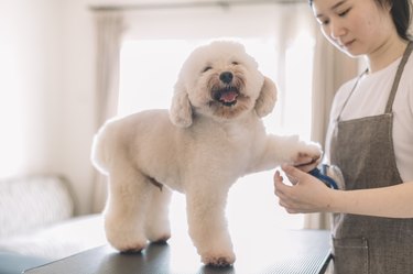 an asian chinese female pet groomer using animal brush to clean up and grooming a toy poodle