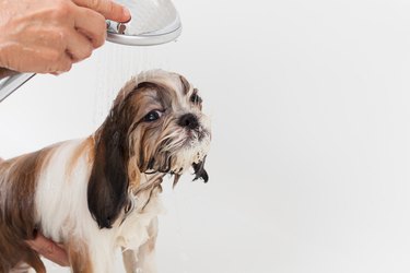 Close-Up Of Person Hands Bathing Dog