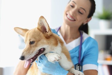 Smiling female veterinarian is holding dog in veterinary clinic