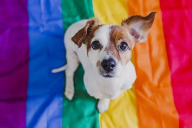 Cute dog jack russell sitting on rainbow LGBT flag in bedroom. Pride month celebrate and World peace concept