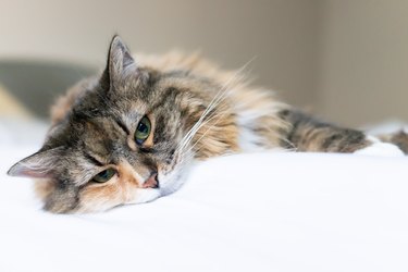 Closeup portrait of cute sad calico maine coon cat face lying on bed in bedroom room, looking down, bored, depression