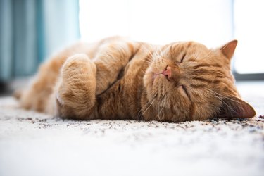 Ginger Cat sleeping on its side on the carpet