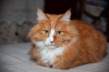 Ginger cat portrait