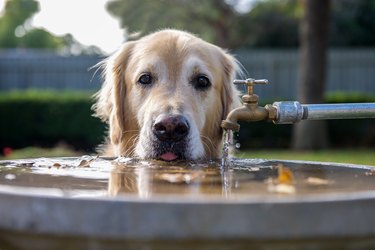 Thirsty golden retriever