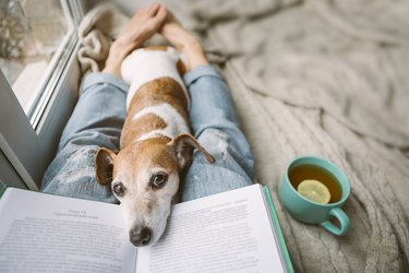 Book, dog and hot tea on a couch