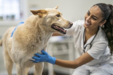 Female veterinarian with large yellow dog