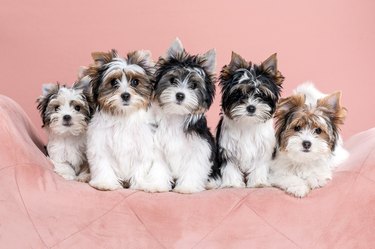 Biewer terrier puppy dogs
