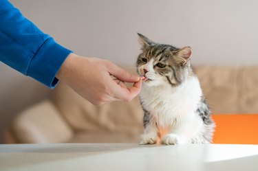 hungry cat climbs on the table in search of food