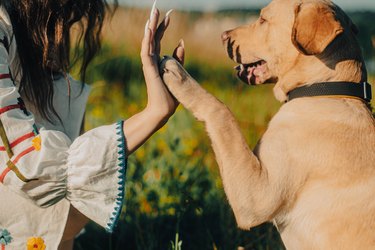 Cute labrador retriever dog puppy and young woman give a High Five by sunset