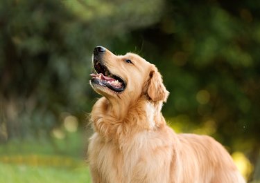 A labrador retriever dog in the park