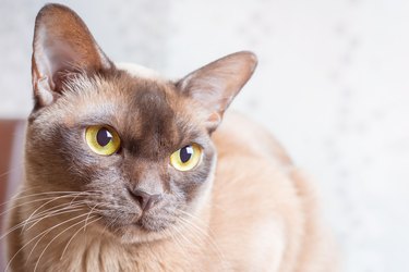 Brown Burmese cat looking sideways with bright yellow eyes.