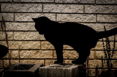 A cat in shadow and silhouetted, standin on a concrete block in a garden.