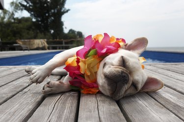 Dog wearing lei by pool