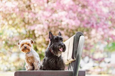 Spring Portrait of two dogs friends west scottish and yorkshire terrier