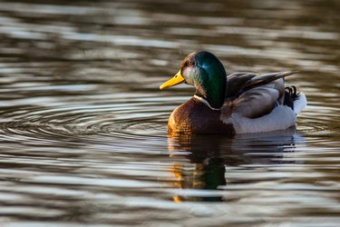 A male duck on water