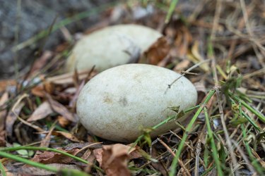 Two geese eggs in grass